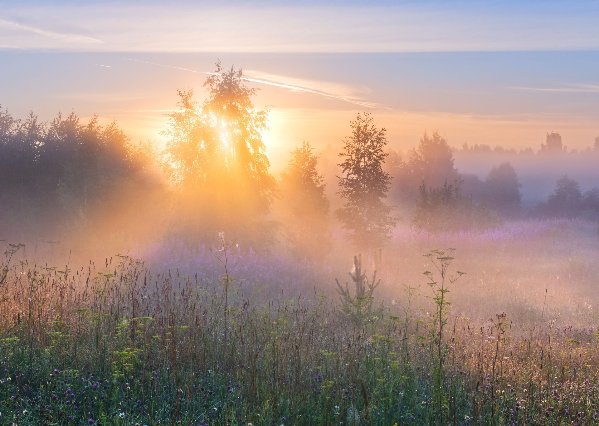 Sun's rays in fog through branches of tree.