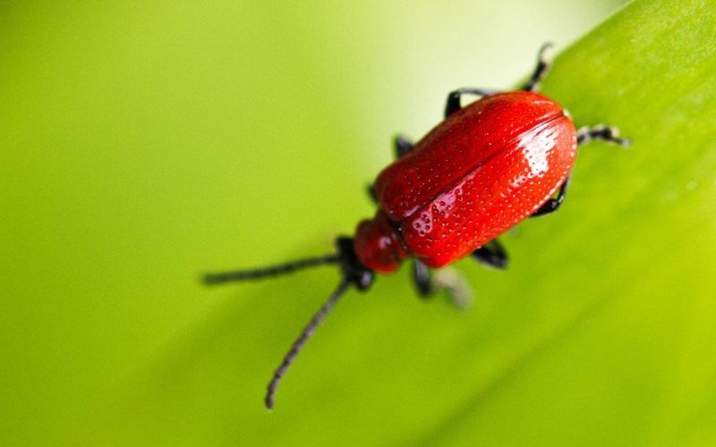 A bright red beetle on a green leaf.